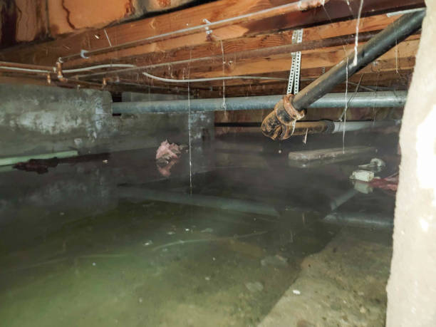 Best Flood restoration services  in Salisbury, MD