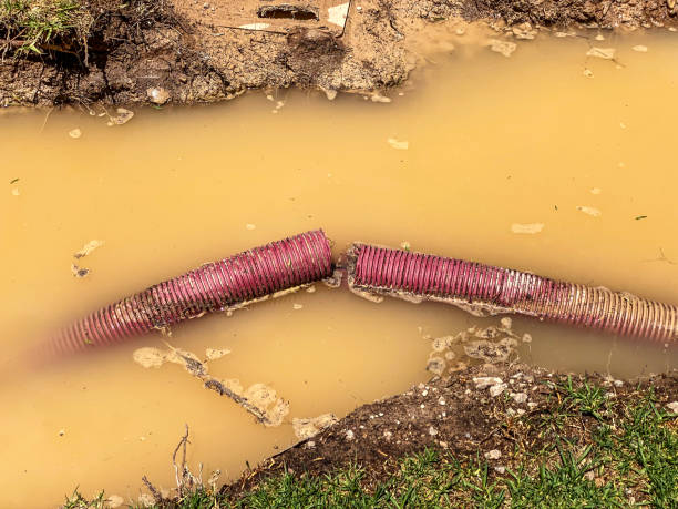 Best Professional water damage repair  in Salisbury, MD